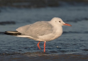 Цахлай (Шөвгөр цахлай)